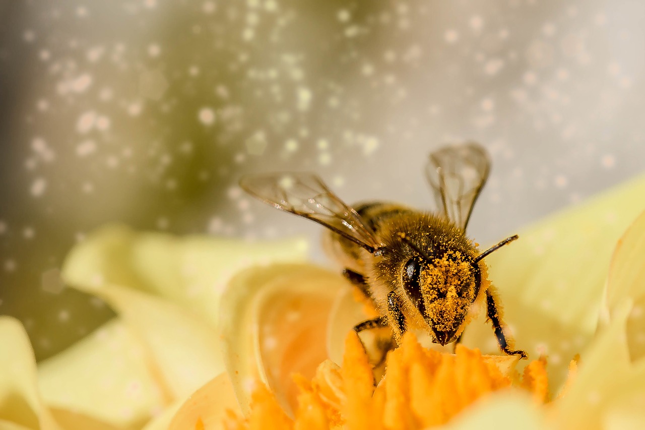 Pszczoła i bylina miododajna