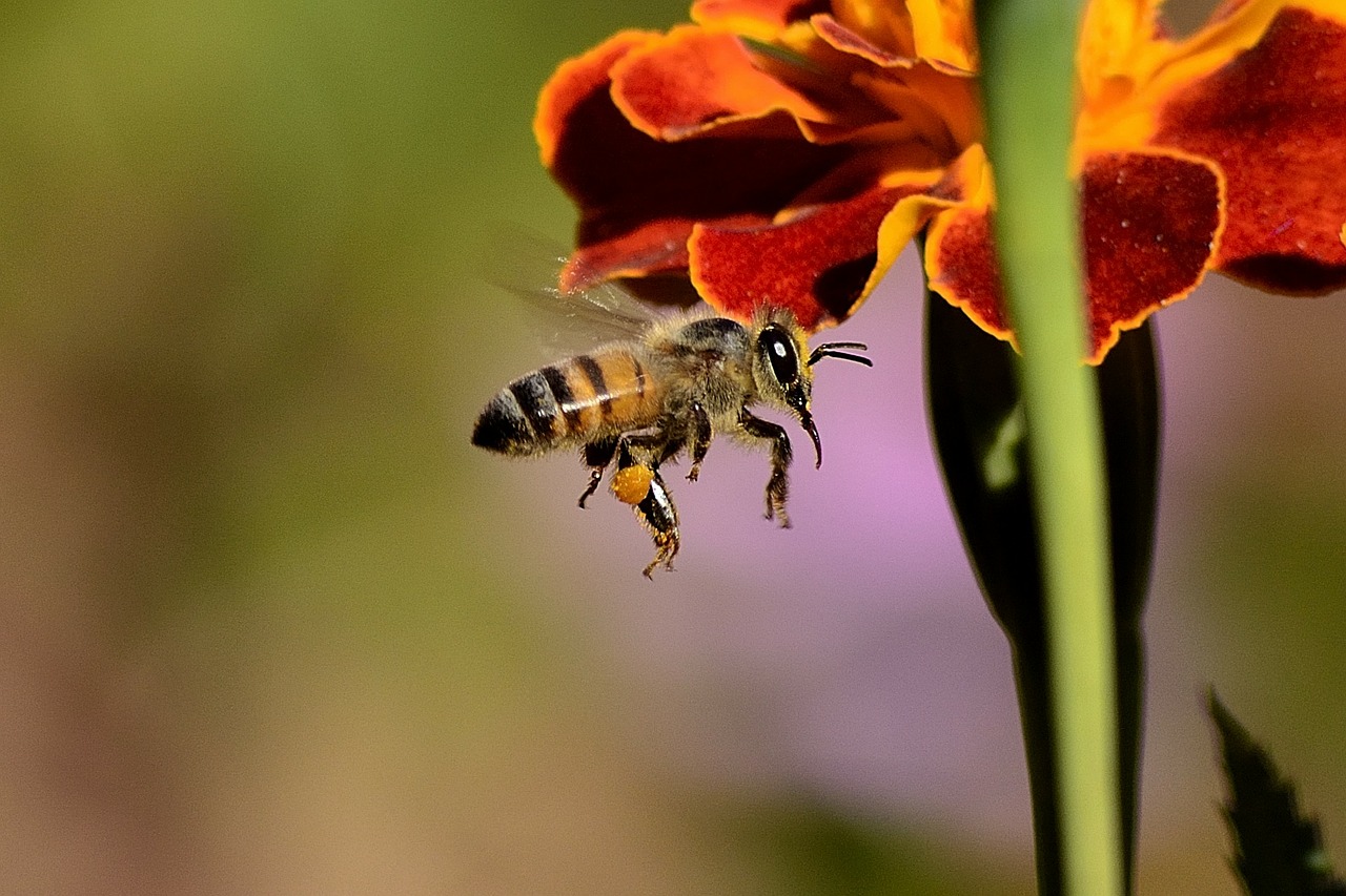 Pszczoła na bylinie miododajnej