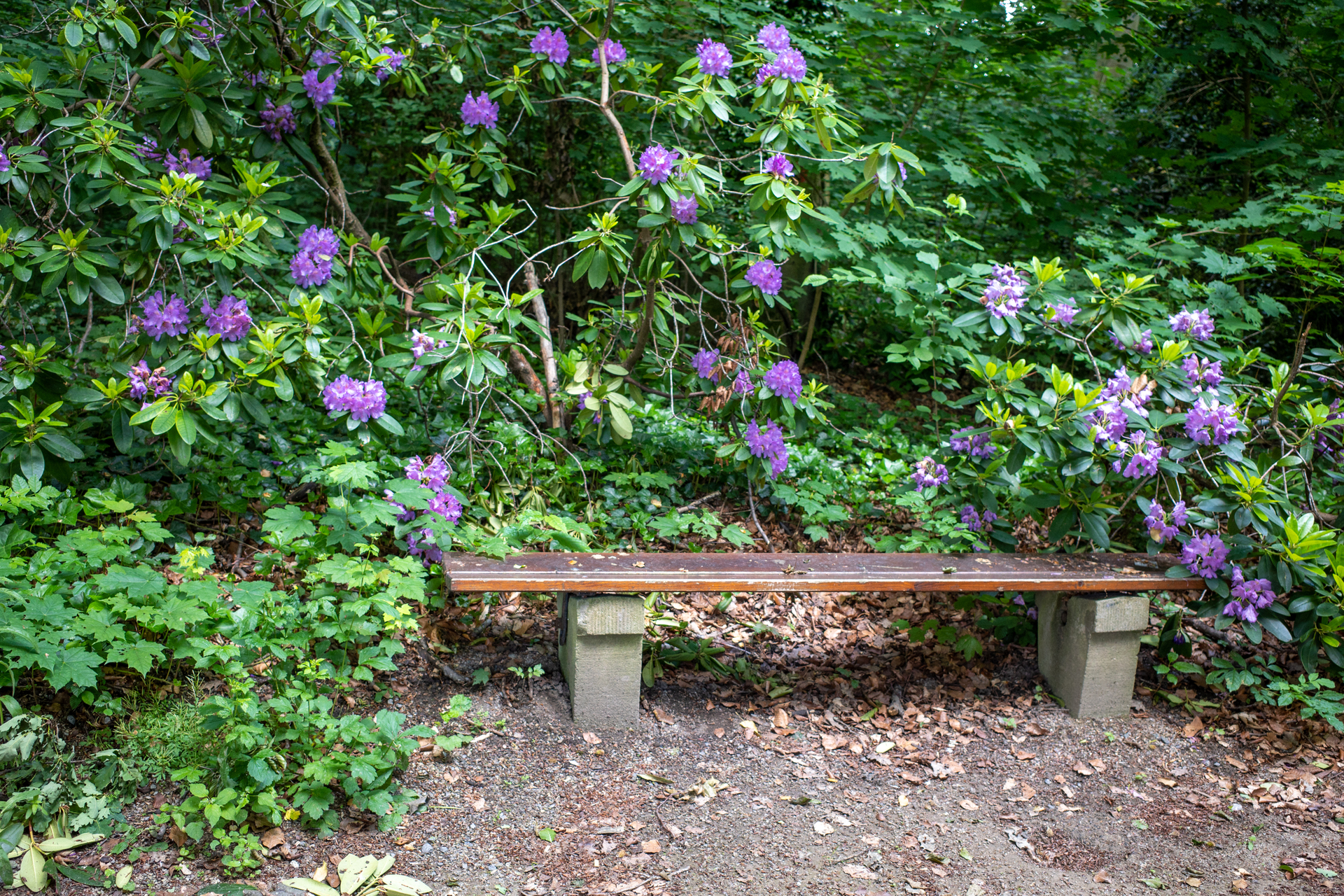 Rododendrony rosną w ogrodzie obok ławki