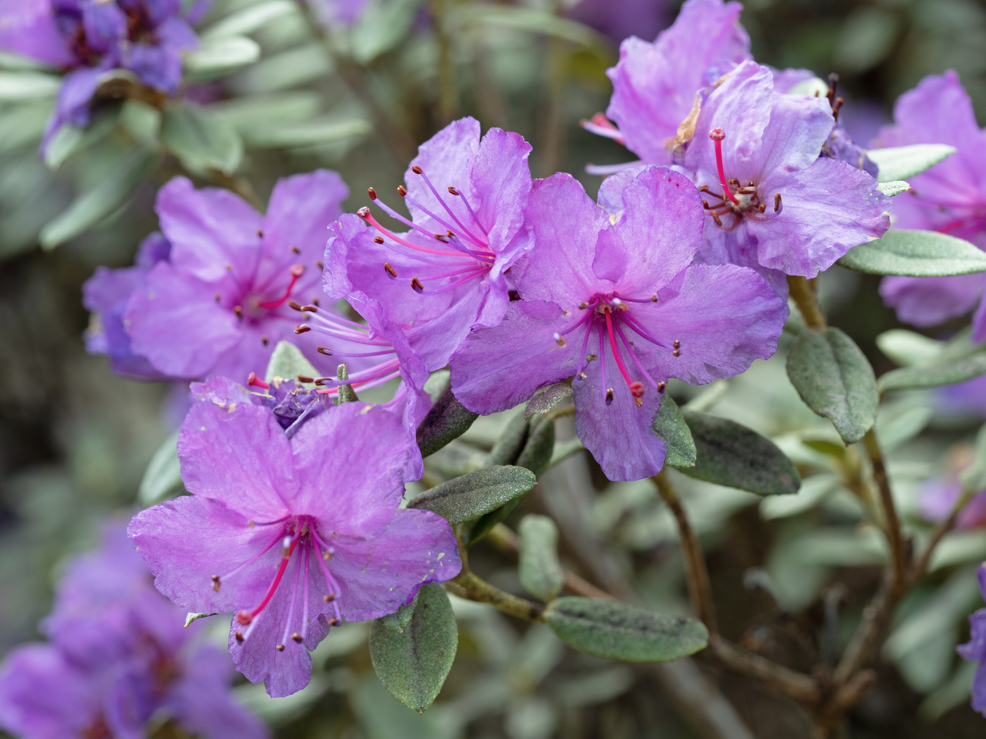 Fioletowy rhododendron impeditum